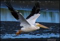_0SB3425 american white pelican